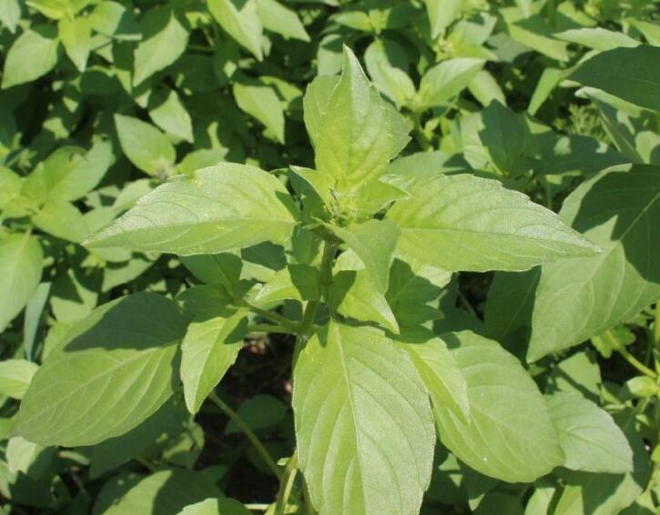 Schizonepetae extract, Herba Schizonepetae pe Schizonepetae extract, Herba Schizonepetae pe
